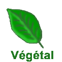 vegetal